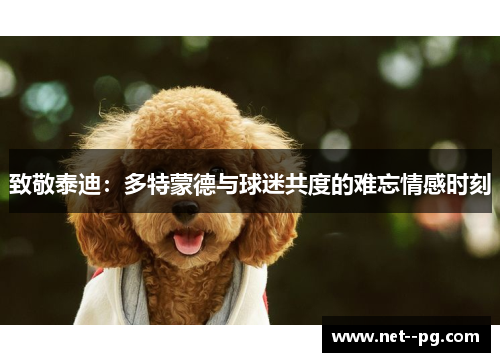 致敬泰迪：多特蒙德与球迷共度的难忘情感时刻
